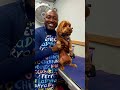 day in live of live stream pet groomer dod dogcare doggrooming dog father of harlem