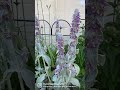 mullein vs lambs ear. both medicinal and useful in the garden