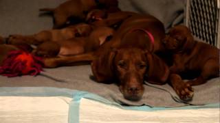 Csilla and her puppy [Vizsla].MOV