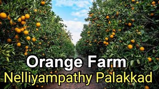 Orange Farm and Vegetable Garden at Nelliyampathy Palakkad | KSRTC One Day Trip to Nelliyampathy