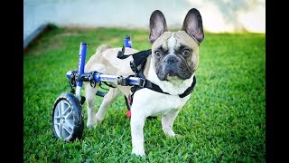 AMAZING PARALYSED DOG FINDS HAPPINESS ON WHEELS!