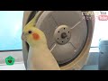 炊飯器？次なる狙いのオカメインコ478 cockatiel likes a rice cooker.