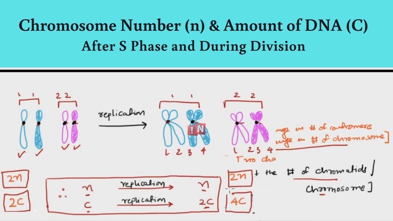 Meiosis Vs Mitosis Chromosome Numbers