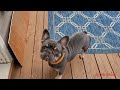 knuckles our lilac n tan french bulldog stud