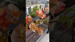 বাগান বিলাস #nature #bougainville #flowers