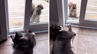 Friendly wild squirrel adorable tries to play with house cat