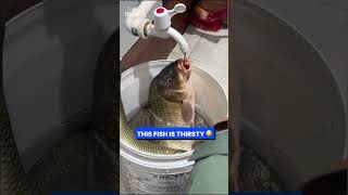 Fish Drinks Water From Tap