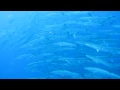 与那国島ＴＪＤｉｖｅｒｓ・バラクーダ u0026ギンガメ