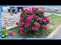 開成町の紫陽花祭り、神奈川県開成町　hydrangeas and rice tokyo japan. rice carnival from june 10th to june 18th.