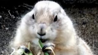 Cute animals. Prairie dogs to eat grass.可愛い動物。草を食べるプレーリードッグ。