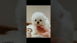 Little Cute Animals#youtube #dogs #funny #cats #trending #ytshorts #animals #viral #youtubeshorts