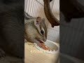 食べ方が全く異なる2匹のシマリス🐿🐿 chipmunks shorts