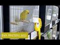 BVA Masters 2023 - Agapornis fischeri