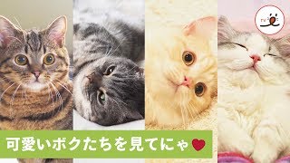 ボクたちのこと教えてあげるにゃ🐱 メロメロになっちゃう4兄弟の魅力💖 【PECO TV】