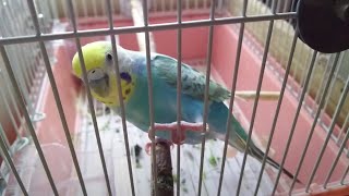 【人懐っこい・甘えん坊】アピールに必死なセキセイインコ（メス♀・成鳥１羽）－カゴの中の様子（２２２）