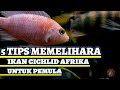 🔘5 TIPS MEMELIHARA IKAN CICHLID AFRIKA UNTUK PEMULA