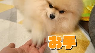 飼い主のお手に付き合ってくれるモチ【ポメラニアン犬】