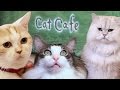 Cat Cafe - Temari No Ouchi [Japan Tour 2015]