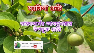 ম্যানিলা চেরি/Manila Cherry : প্রতিস্থাপন, চারা নির্বাচন ও সারা বছরের পরিচর্যা। How to grow Manila.