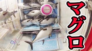 UFOキャッチャーで本マグロを大漁一本釣り【クレーンゲーム】