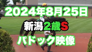 【4K動画】2024年新潟2歳Sパドック【トータルクラリティ】