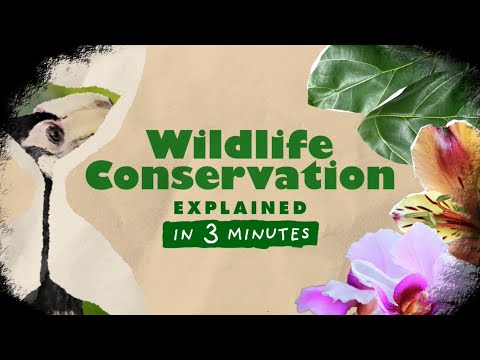 What is a animal conservationist?