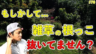 【#70】雑草を抜いたらいけない理由！根っこの効果！土を豊かにする草と根．