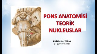 Pons Anatomisi - Teorik - Nukleuslar  | Nöroanatomi Konu Anlatımı - 7