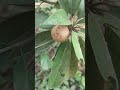 sapota chiku shorts organic gardening farming youtubeshorts