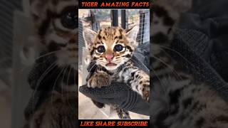 Tiger क्यों इतना खतरनाक होता है ?🤔🤯 By info fact News #shorts #facts #shortsfeed #viral #animals