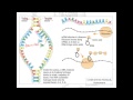 RNA function for AS Biology