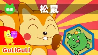 寶寶最愛的可愛動物小松鼠｜兒歌動畫親子早教啟蒙｜松鼠｜咕力動畫｜2020｜