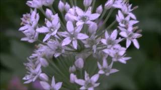 朝露に濡れるニラの花　Flower leek was wet with the morning dew