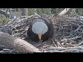 04-15-19 Big Bear Lake eagles; Shadow sees baby #2 for the first time