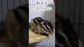 しまりす「ポン吉」地味だけど。【ペット】【シマリス】【Chipmunk】【Squirrel】【Kawaii】【Cute】