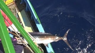 台灣東部海域_旗魚_標識放流測試_失敗與成功案例 traditional harpoon tagging on black marlin Test Results