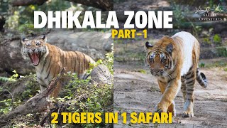 Tiger Roars at us | Jim Corbett Series | Dhikala Zone | Part-1