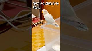 もう大丈夫#ボタンインコ #lovebirds