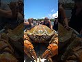 giant crab deep sea fishing a monster haul