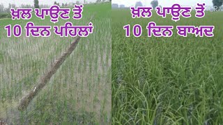 #MustardCakefertilizer ਖ਼ਲ ਨੇ ਕਰਵਾਈ ਝੋਨੇ ਦੀ ਬੱਲੇ-ਬੱਲੇ