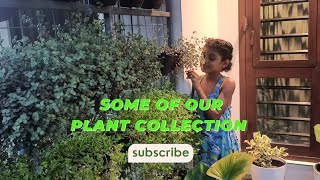 നമുക്ക് ഇനി കുറച്ച് ചെടികൾ കണ്ടാലോ |Some of our plant collection