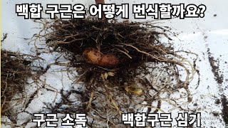 백합구근의 자구번식/ 백합구근 소독하기/백합구근 심기