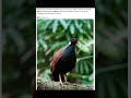 140 years after the black-naped pheasant-pigeon