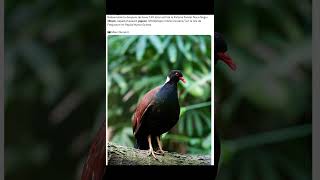 140 years after the black-naped pheasant-pigeon