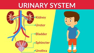 Urinary System| How your Urinary System Works | Urinary System - Parts & Function | Video for Kids