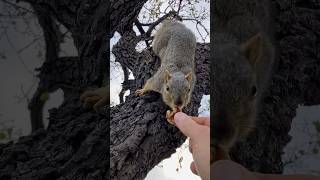 From the Wire to the Tree a new Baby Squirrel drops in #animals #friends #welcome #feed #learning #1