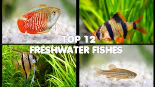 Top 12 best freshwater fishes for your aquarium