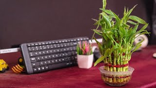 lucky bomb plant |indoor plants without sunlight|Ugaoo Lucky Bamboo 3 Layer  Plant