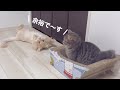 先住猫に余裕を見せて煽っていた子猫が豹変しました...