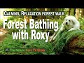 Forest Bathing - Shirin-Yoku with Roxy. Calming, Relaxation Forest Walk. Forest, River, Bird Sound